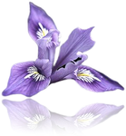 Logo of IRIS Floral POS Software