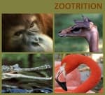 Logo of Zootrition™